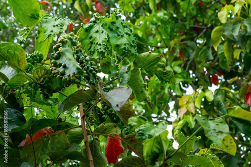 Plant Pest Infestation on Santol Leaves in Tropical Agriculture