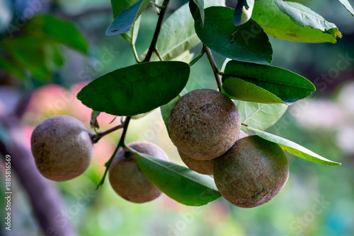 Anthracnose Fungal Disease on Lime Fruits in Orchard