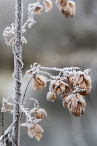 Rauhreif auf Blüten des wilden Hopfens nach Frostnacht