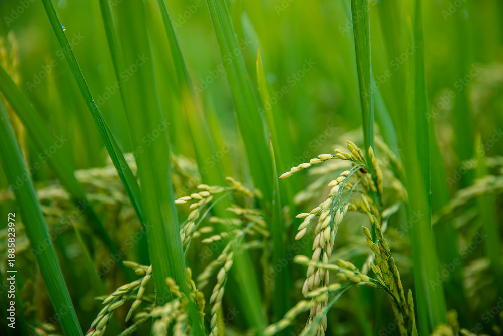 Fototapeta premium Lush green rice fields with ripening grains in vietnam