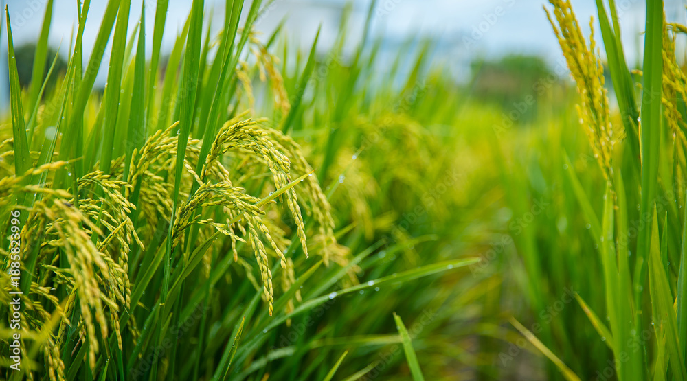 Fototapeta premium Lush green rice field in vietnam with ripening grains under blue sky