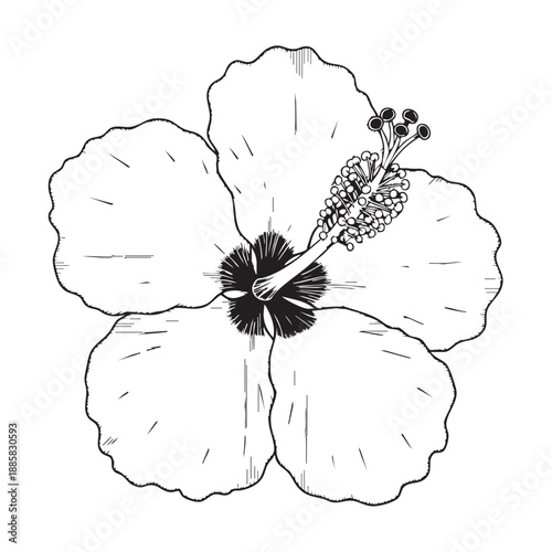 Black and white of a whisk with detailed bristles and a handle kitchen utensil cooking tool