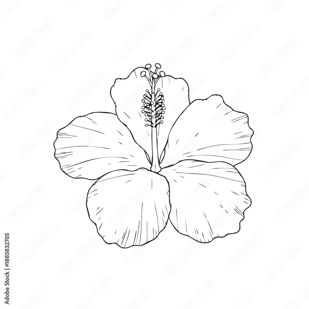 Fototapeta premium Detailed black and white line of a hibiscus flower with visible stamens and pistil line black and white
