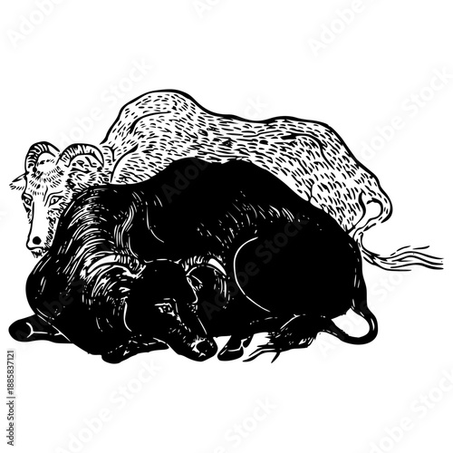 Illustration of  Water Buffaloes