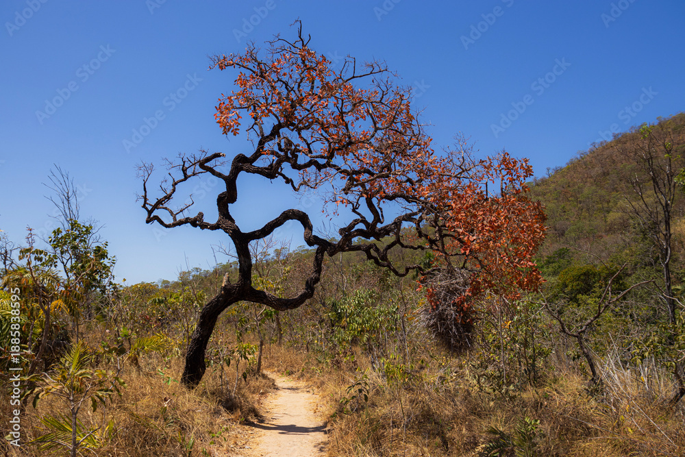Ταπετσαρία Garranchero bird nest - brazilian cerrado - BRAZIL