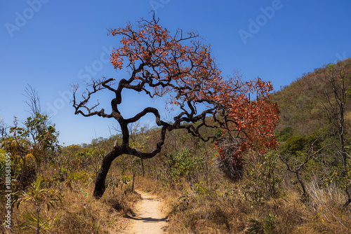 Photos Garranchero bird nest - brazilian cerrado - BRAZIL