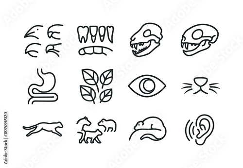 Animal Feeding Adaptations Icons. Feeding adaptations. Line icon set of Feeding adaptations: beak types icon, tooth types icon, claw shape, jaw structure,
