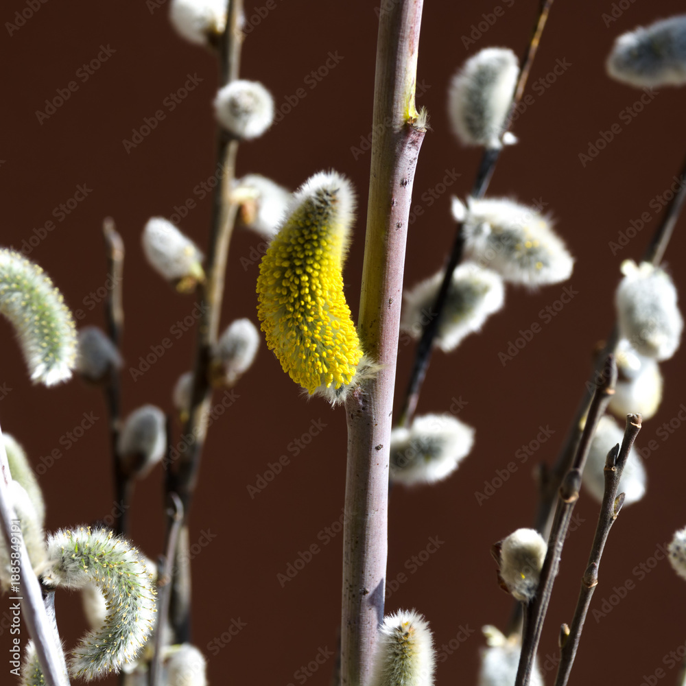 Fototapeta premium Spring blooms of willow with soft catkins.