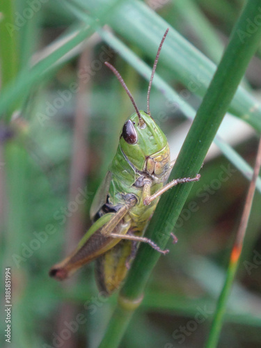 Female grasshopper (Pseudochorthippus sp.) perching on a blade of grass