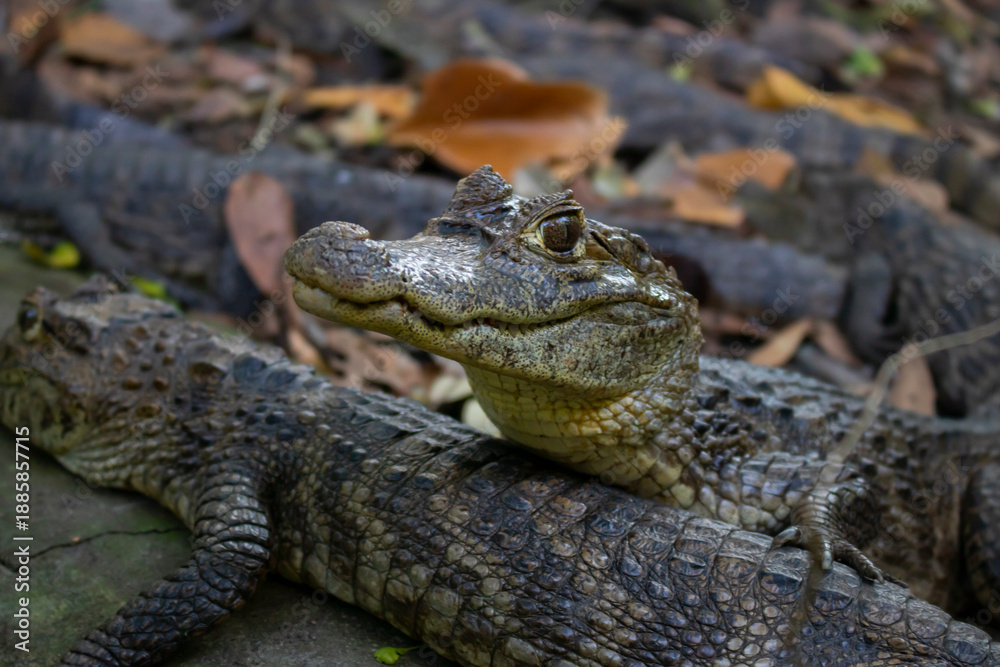 Obraz premium Close-up portrait of crocodile resting on the ground