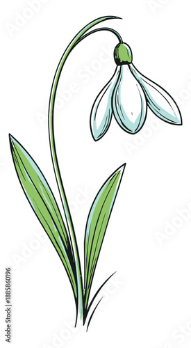 Hand drawn line art illustration of a snowdrop depicting its delicate bloom for spring designs