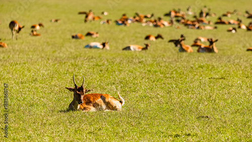 Valokuva Dama dama, european fallow deer, on a sunny summer day