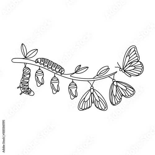 The stages of a butterfly life cycle from egg to winged adult