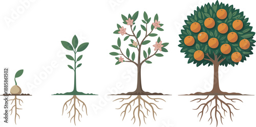 Orange tree growth stages, seed to fruit-bearing plant, agriculture timeline, botanical development, farming cycle, nature illustration, seasonal harvest concept