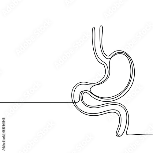 Continuous line drawing of a human stomach and part of the duodenum