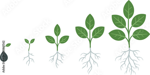 Plant growth stages illustration, seed to mature leafy plant, botanical development, agriculture cycle, nature concept, educational biology, root system graphic