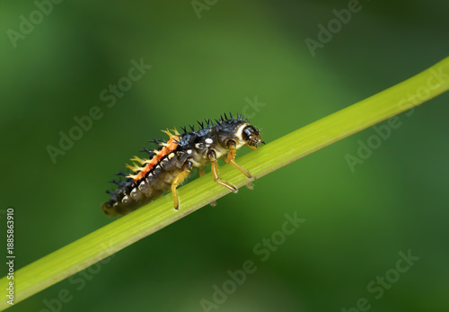 Larve des Asiatischen Marienkäfer (Harmonia axyridis) klettert einen schrägen grünen Pflanzenstängel hinauf - Sulz am Neckar, Deutschland