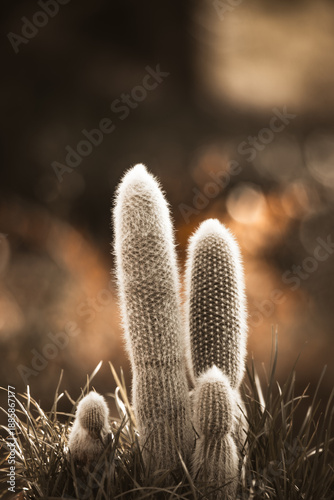 prickly pear cactus