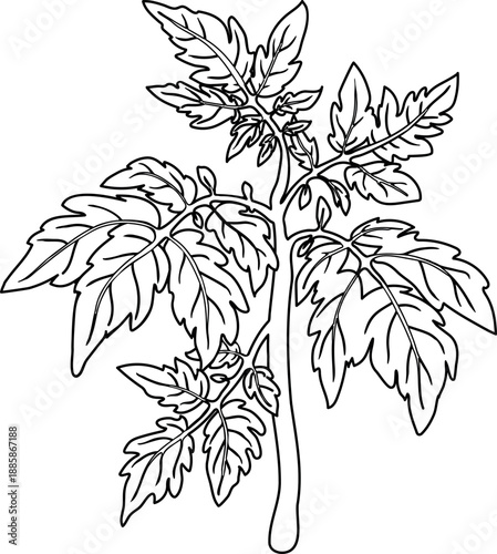 Coloring page with tomato plant isolated on white background