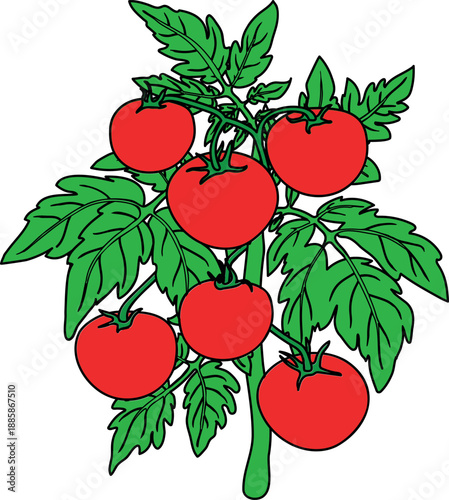 Tomato plant with big ripe red fruits and green leaves isolated on white background