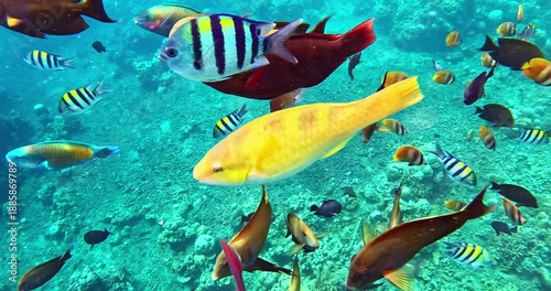 Colorful tropical reef fish swim above a coral reef in clear turquoise water. Vibrant underwater wildlife captured in cinematic slow motion, perfect for nature content.
