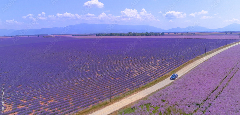 Fototapeta premium DRONE: Travelers explore beautiful landscape covered with blooming lavender.