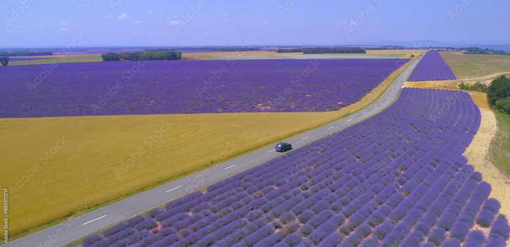 Fototapeta premium AERIAL: SUV driving down an asphalt road leading past wheat and lavender fields