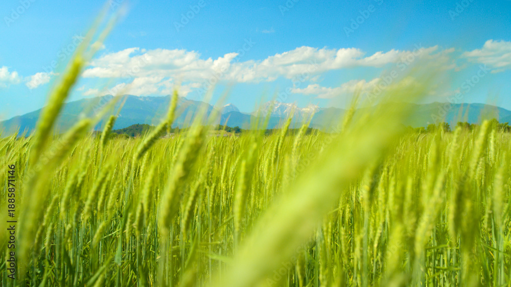 Fototapeta premium CLOSE UP: Picturesque shot of lush green field of wheat moving in subtle breeze