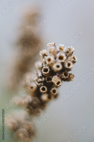 A dry branch of a plant that has flowered and produced seeds