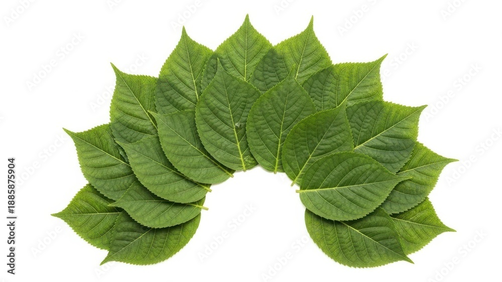 Obraz premium Green leaves arranged in a circular pattern
