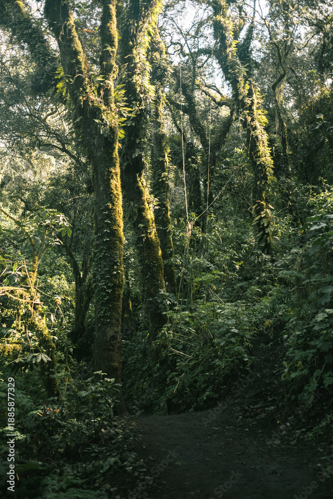 Fototapeta premium Mossy Forest Path in Volcanic Highlands
