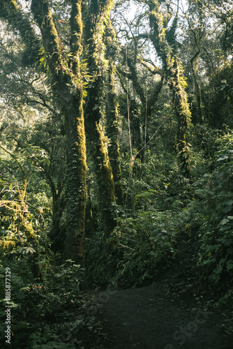 Mossy Forest Path in Volcanic Highlands