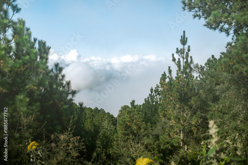 Pine Forest Above the Clouds