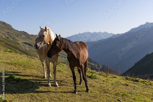 Foto Horses stand together at Grasjoch bergstation in Sankt Gallenkirch, Montafon reg