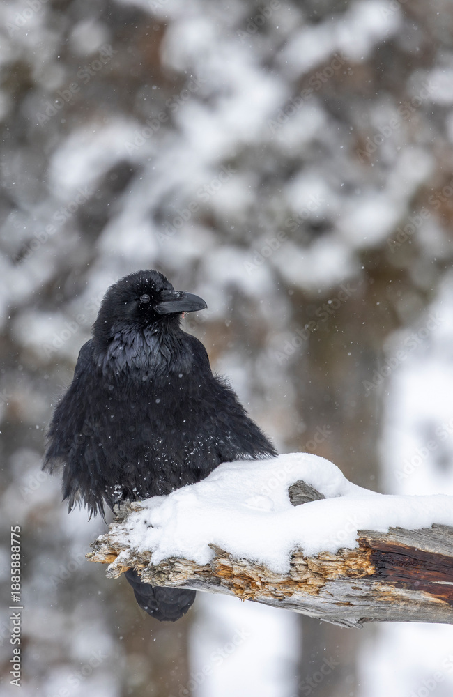 Obraz premium Raven in Wyoming in Winter