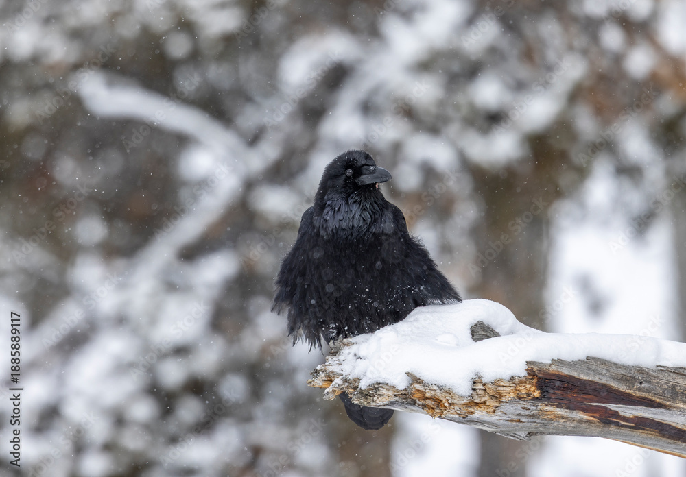 Obraz premium Raven in Wyoming in Winter