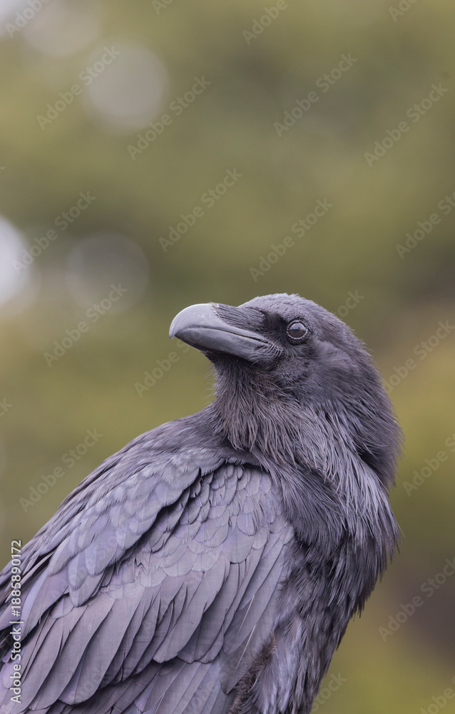Fototapeta premium Raven in Autumn in Wyoming