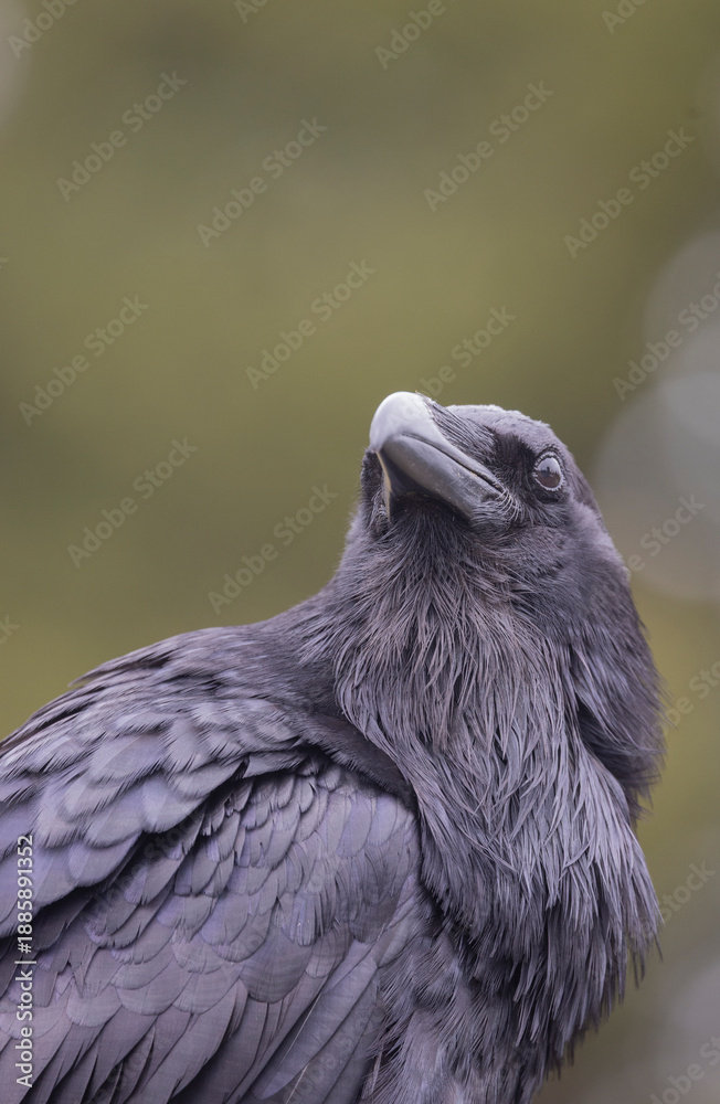 Obraz premium Raven in Autumn in Wyoming