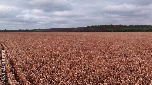 Wallpaper Mural Agricultural field with dry corn stalks. Corn stalk concept. Torontodigital.ca