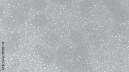 Microscopic view of star like salt crystals and geometric patterns forming as a brine evaporates, revealing intricate natural crystallization on a plain background