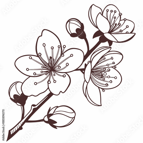 Delicate cherry blossom branch