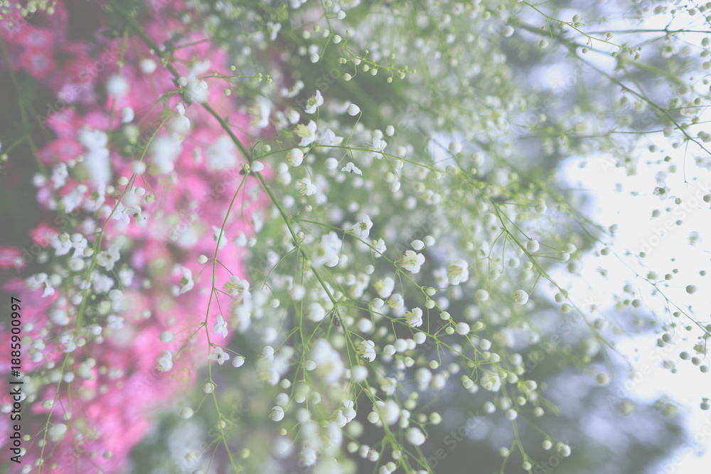 Naklejka premium Horizontal floral texture background with small white flowers in sharp focus and soft pink flowers blurred in the background. Natural, delicate spring or summer composition with shallow depth of field