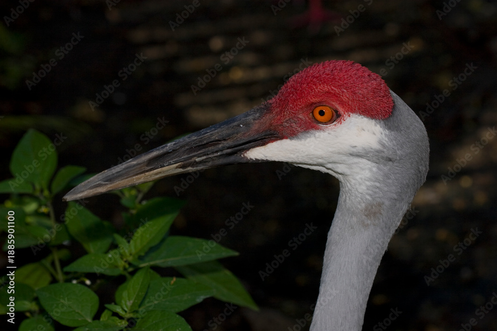 Fototapeta premium Closeup portrait of a Sandhill Crane, Grus canadensis