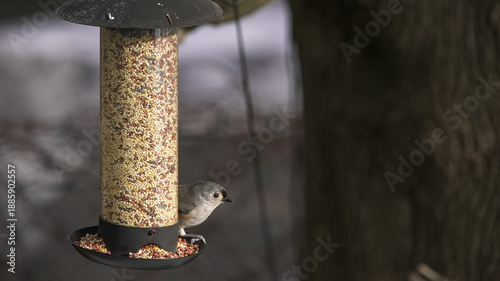 Tufted titmouse bird feeding at bird feeder