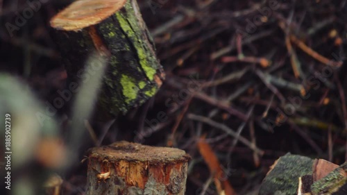 Wallpaper Mural preparing for winter chopping stumps for firewood to heat the house Torontodigital.ca