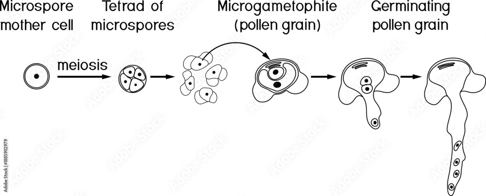 Fototapeta premium Coloring page with pollen germination and pollen tube growth in gymnosperms. Sexual process in spruce from the microspore mother cell to the male gametophyte (pollen grain). 