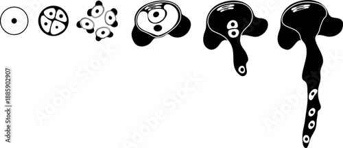 Black silhouette of pollen germination and pollen tube growth in gymnosperms. Sexual process in spruce from the microspore mother cell to the male gametophyte (pollen grain).
