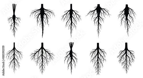 A collection of intricate black silhouette root systems against a white background