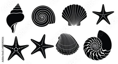 A collection of black and white seashell and starfish illustrations