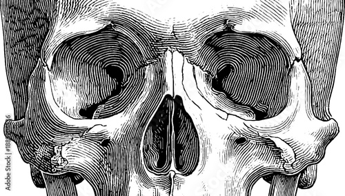 Anatomical vintage human skull front view illustration for educational design